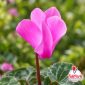 Ciclamino rosa in fiore – bulbi di ciclamino rosa