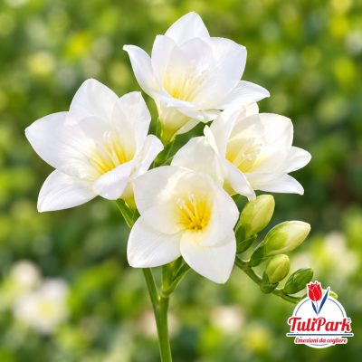 Fresia bianca in fiore – bulbi di fresia bianca