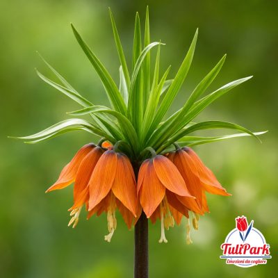 Fritillaria Imperialis arancio a fioritura primaverile