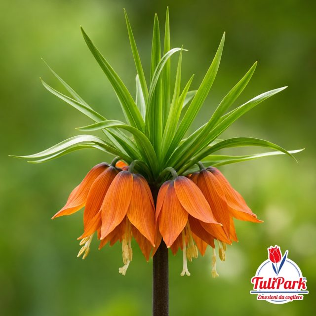 Fritillaria Imperialis arancio a fioritura primaverile