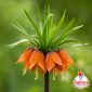Fritillaria Imperialis arancio a fioritura primaverile