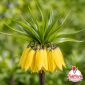 Fritillaria Imperialis gialla a fioritura primaverile