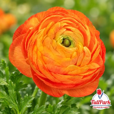Ranuncolo arancio