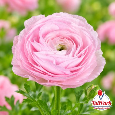 Ranuncolo Rosa