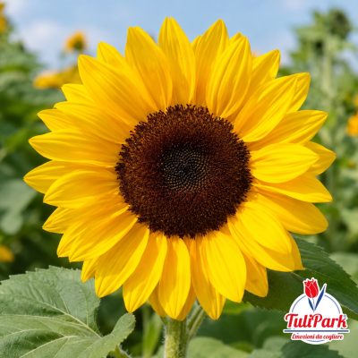 Semi di girasole a fioritura estiva