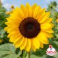 Semi di girasole a fioritura estiva