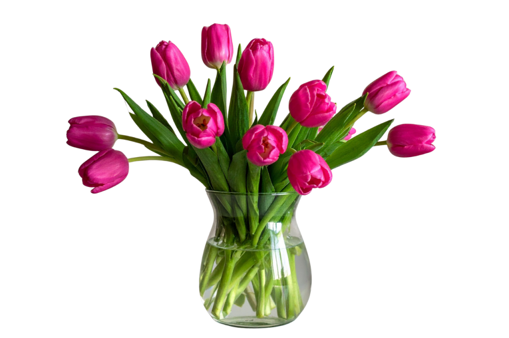 Come prendersi cura dei tulipani recisi in vaso per mantenerli freschi e colorati più a lungo.