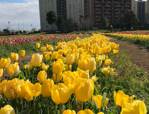 Inizia una bellissima giornata di sole (11/04/2019)