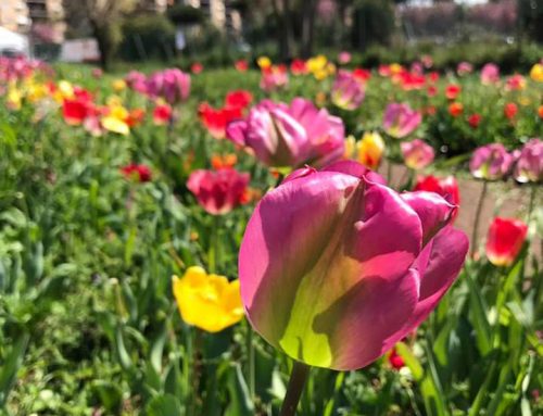 Chiusura TuliPark Lunedi di pasquetta 22/04/2019