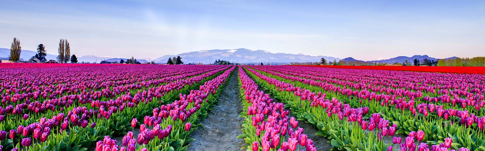 campo-di-tulipani-tulipark-roma-header.j