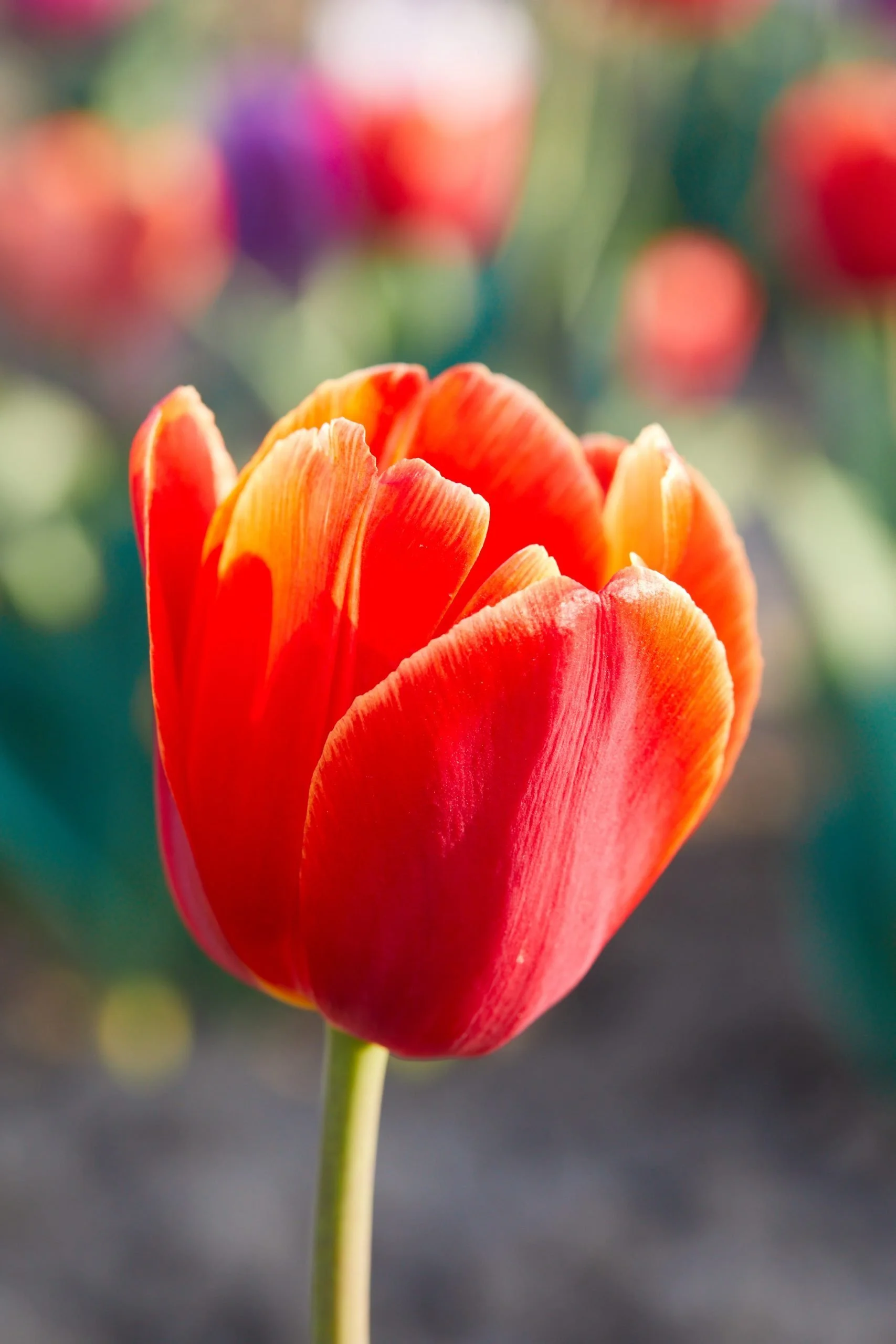 Tulipark_1_MarcoViola 49