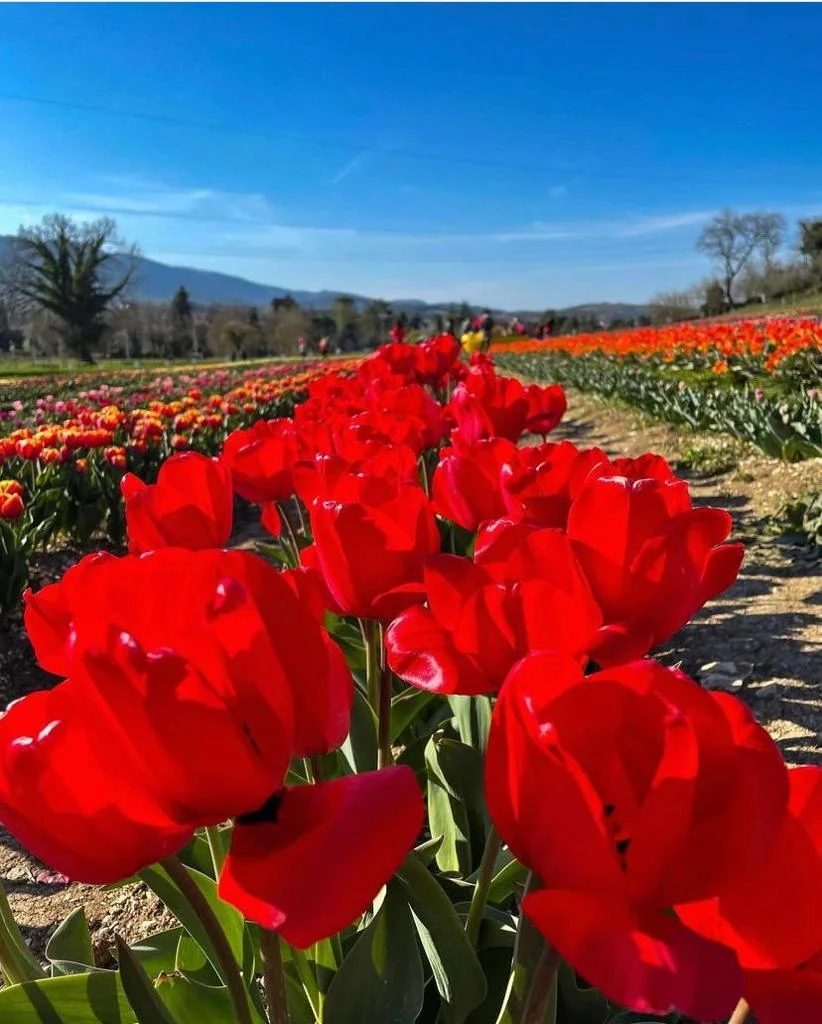 TuliPark Spoleto (12)