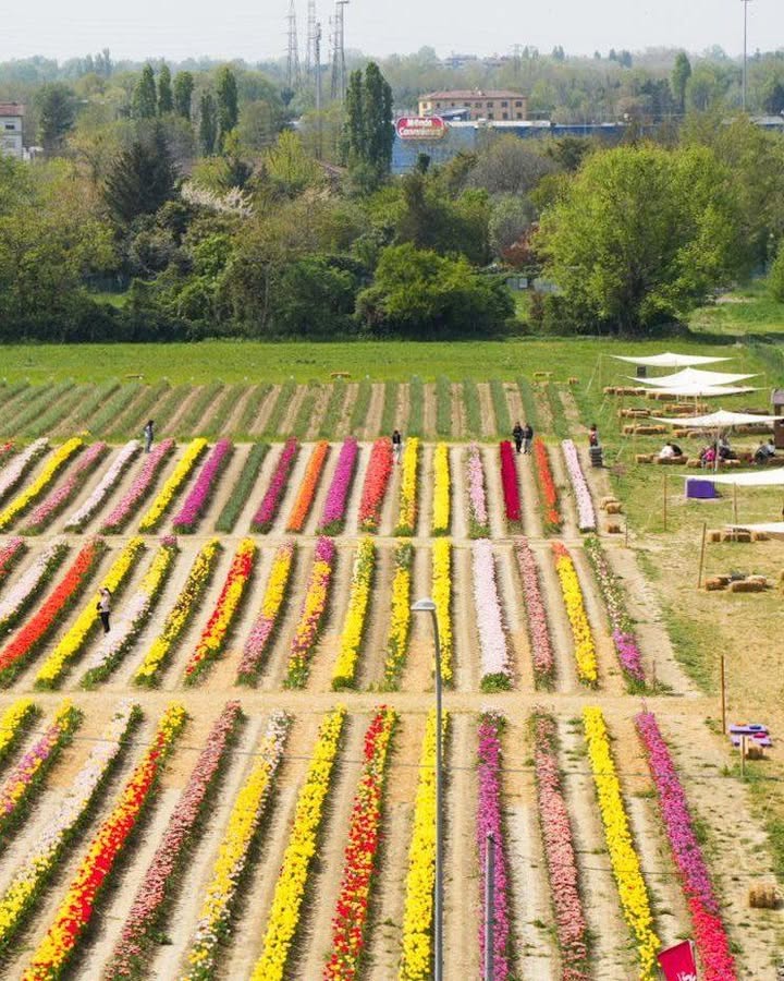 TuliPark - Bologna
