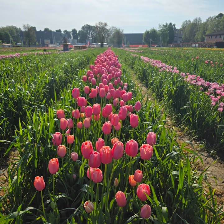 TuliPark - Bologna