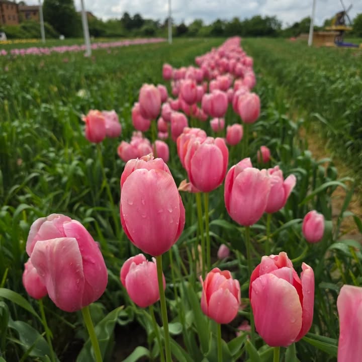 TuliPark - Bologna
