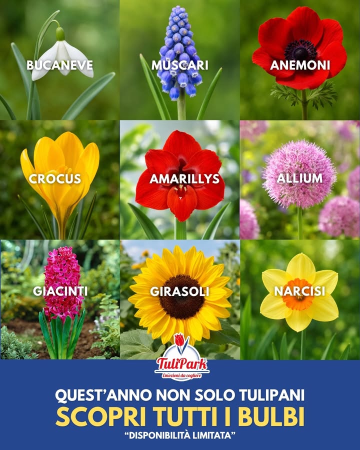 TuliPark - Bologna
