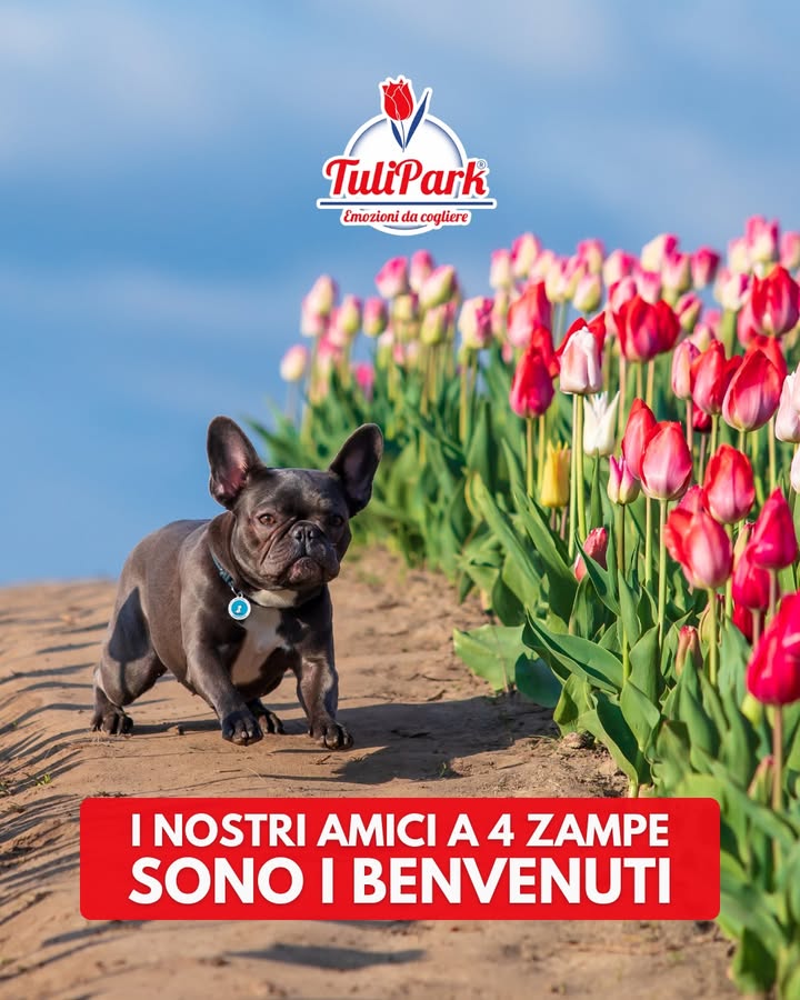 TuliPark - Roma