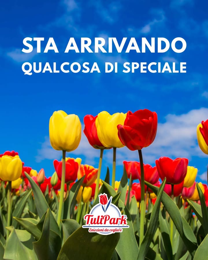 TuliPark - Bari