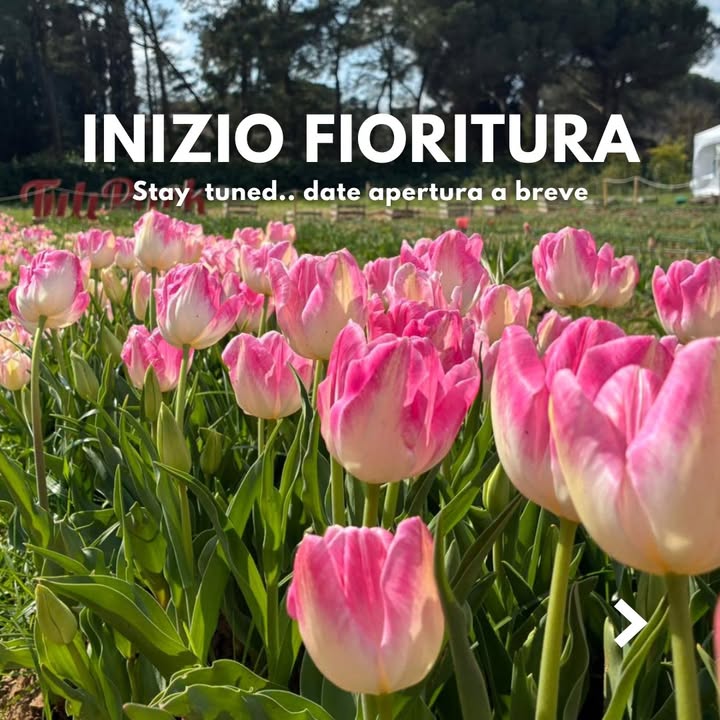 TuliPark - Caltagirone