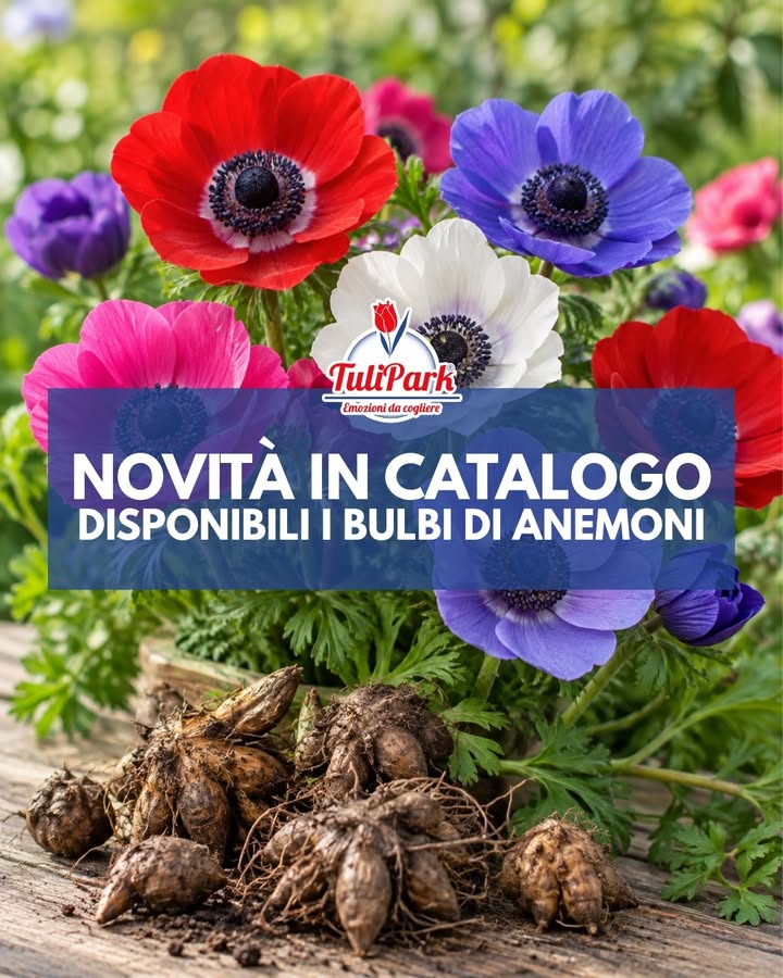 TuliPark - Catania